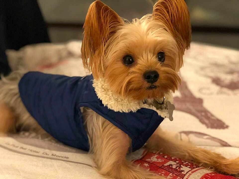 Chewy joined the competition — help win amazing prizes! dog, small_dog, pet, bed, blue_jacket, fur, ears, lying_down, curious, indoors, blanket, cute, animal, canine, domestic_animal, looking, warm_clothing, resting, soft, companion