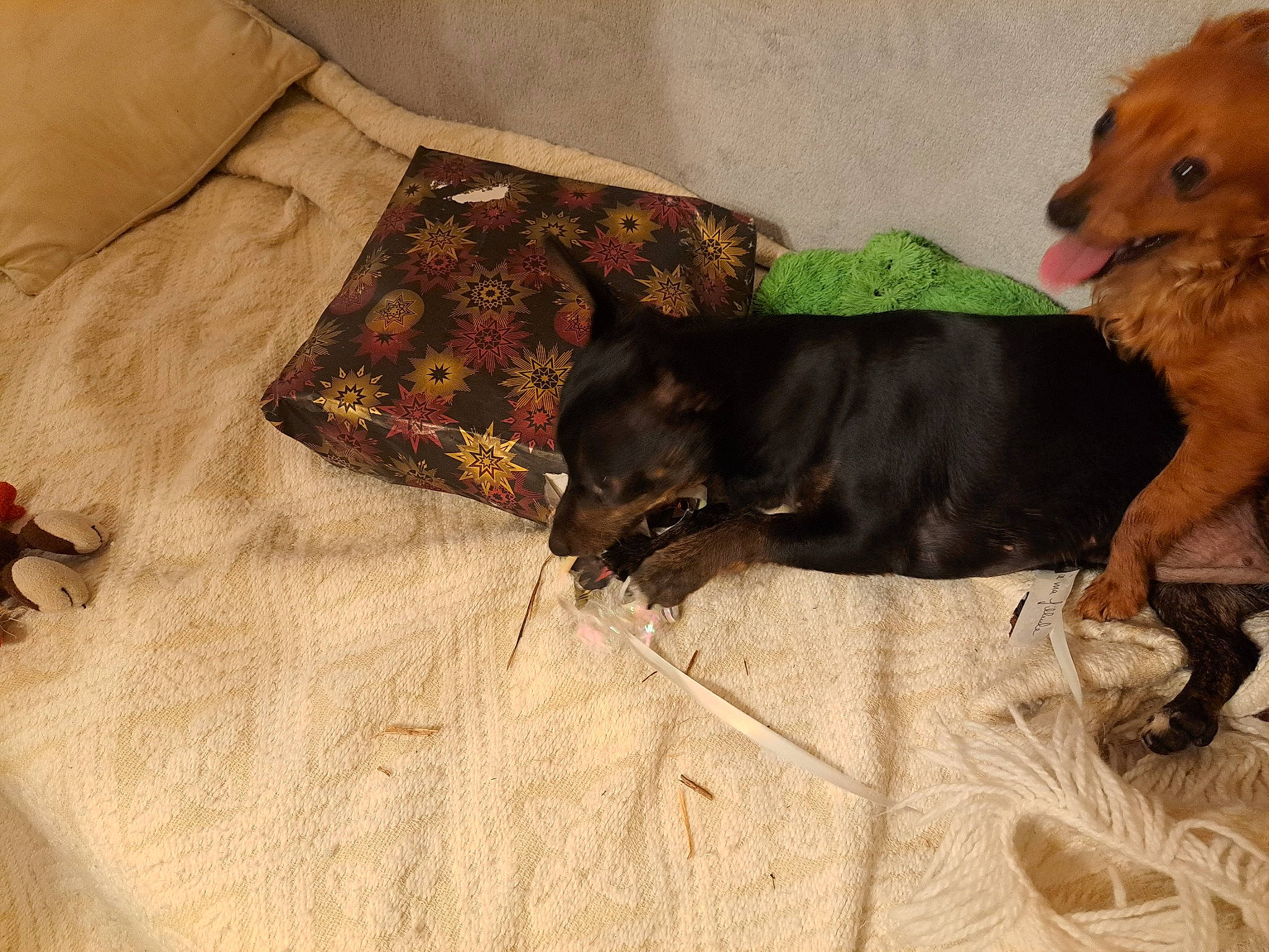 Suzhye a rejoint le concours — aidez-le/la à gagner de superbes lots ! brown, carnivore, comfort, companion_dog, couch, dog, dog_breed, dog_supply, fawn, fur, guard_dog, hardwood, linens, liver, paw, snout, sporting_group, tail, wood, working_animal