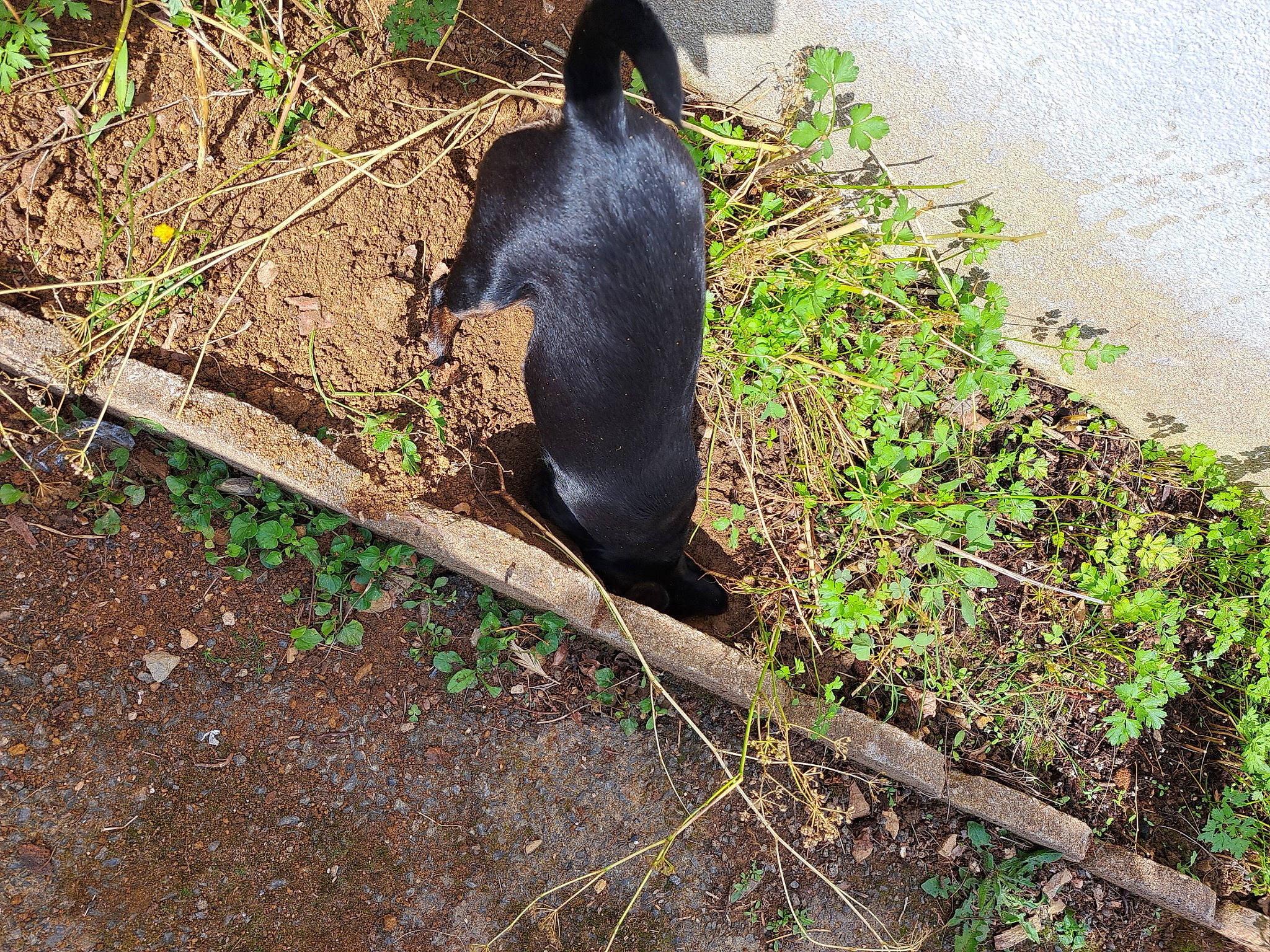 Suzhye a rejoint le concours — aidez-le/la à gagner de superbes lots ! beak, carnivore, eggplant, flightless_bird, fur, grass, groundcover, herbaceous_plant, plant, road_surface, shadow, snout, soil, sporting_group, tail, terrestrial_animal, tints_and_shades, water_bird, wildlife