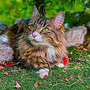 Shadow a rejoint le concours — aidez-le/la à gagner de superbes lots ! cat, tabby, green_eyes, pink_nose, fluffy, outdoor, moss, grass, nature, leaf, twig, animal, pet, closeup, relaxing, forest, wildlife, feline, whiskers, natural_light
