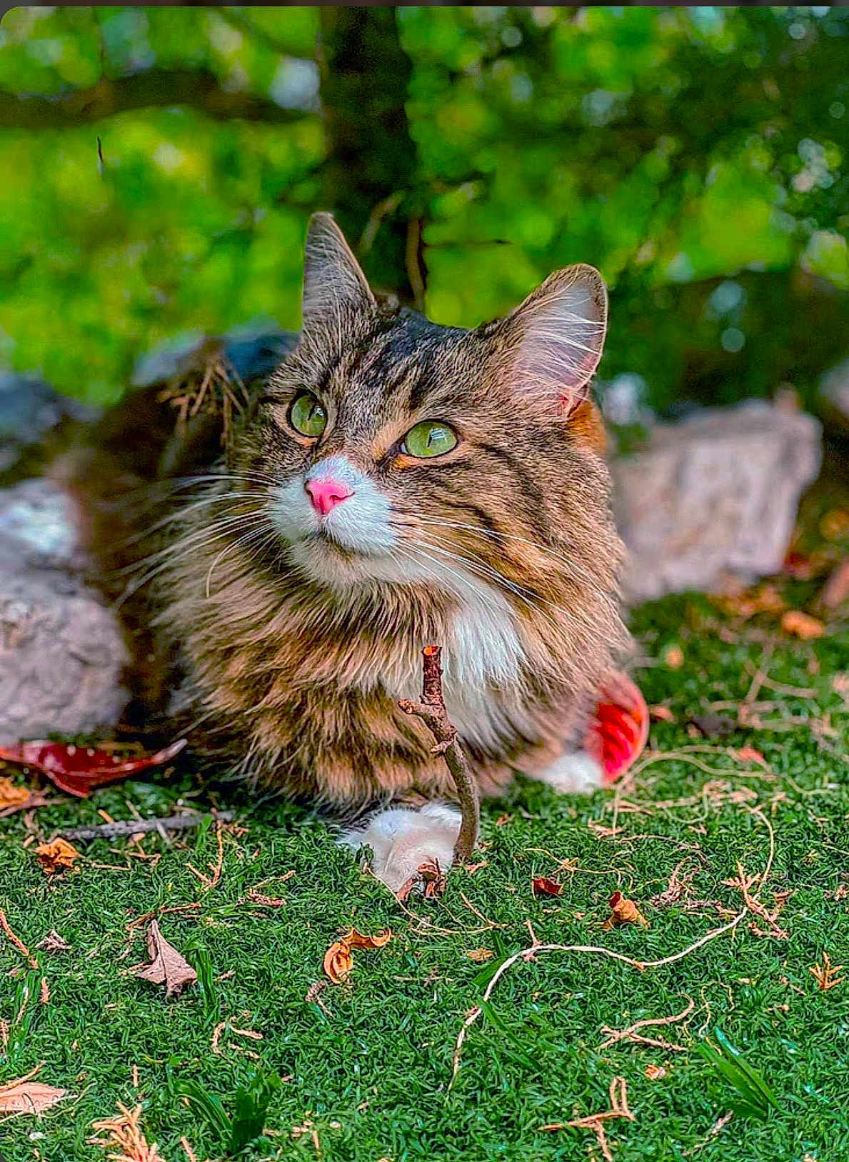 Shadow a rejoint le concours — aidez-le/la à gagner de superbes lots ! cat, tabby, green_eyes, pink_nose, fluffy, outdoor, moss, grass, nature, leaf, twig, animal, pet, closeup, relaxing, forest, wildlife, feline, whiskers, natural_light