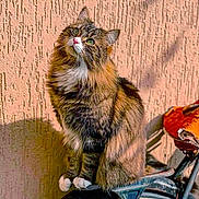 Shadow participe au concours pour gagner de l'argent avec cette photo : animal, bicycle, cat, closeup, curious, feline, fluffy, green_eyes, outdoor, pet, resting, seat, shadow, sitting, sunlight, tabby, texture, wall, white_chest, white_paws