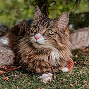Shadow a rejoint le concours — aidez-le/la à gagner de superbes lots ! cat, tabby, fluffy, green_eyes, outdoor, moss, leaves, stick, nature, animal, pet, feline, closeup, portrait, whiskers, ears, nose, paws, relaxed, background_blur