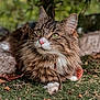cat, tabby, fluffy, green_eyes, outdoor, moss, leaves, stick, nature, animal, pet, feline, closeup, portrait, whiskers, ears, nose, paws, relaxed, background_blur