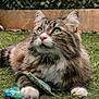 Shadow a rejoint le concours — aidez-le/la à gagner de superbes lots ! cat, tabby, green_eyes, fluffy, grass, outdoor, toy, paws, white_paws, pet, animal, feline, curious, close_up, portrait, nature, relaxed, whiskers, soft_fur, playful