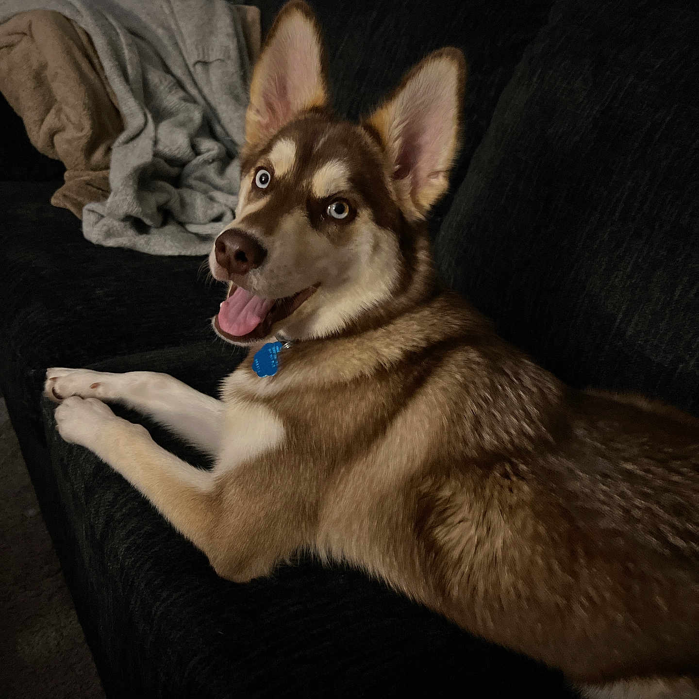 Maira is registered to the contest to win money with this photo: animal, blanket, canine, collar, couch, cozy, dog, domestic_animal, ears, fur, furniture, happy, husky, indoor, looking_back, mammal, pet, relaxed, smile, tongue