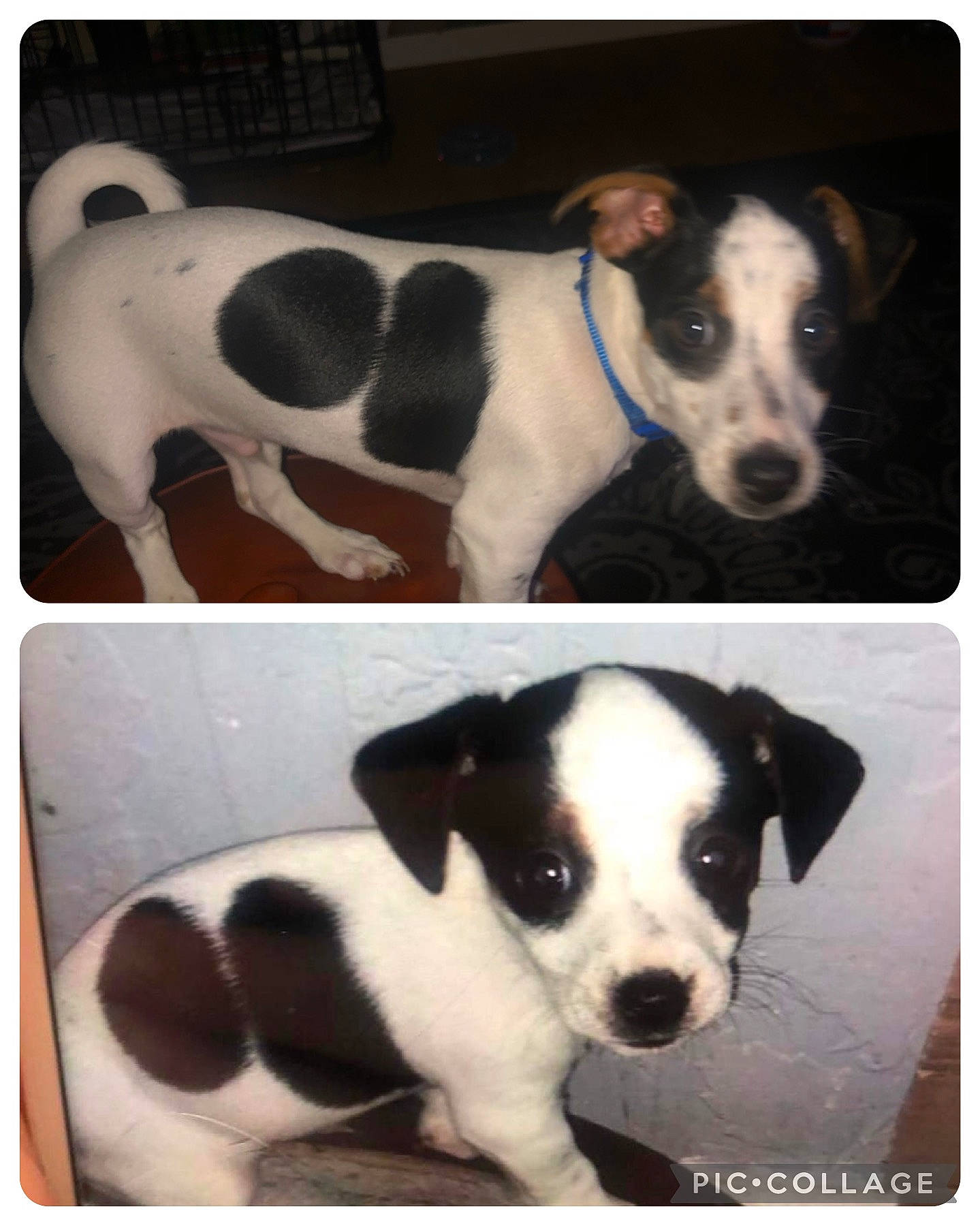 Jaxson is registered to the contest to win money with this photo: black, canidae, carnivore, collar, companion_dog, dog, dog_breed, dog_collar, fur, pattern, paw, pet_supply, photograph, rectangle, snout, sporting_group, terrestrial_animal, whiskers, white, working_animal