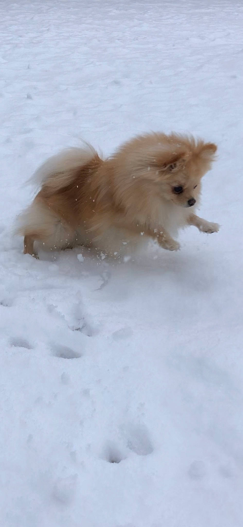 Ruby a rejoint le concours — aidez-le/la à gagner de superbes lots ! canidae, carnivore, companion_dog, corgi_chihuahua, dog, dog_breed, fawn, fur, german_spitz, german_spitz_klein, german_spitz_mittel, non_sporting_group, snow, spitz, sporting_group, tail, toy_dog, volpino_italiano, winter, working_animal