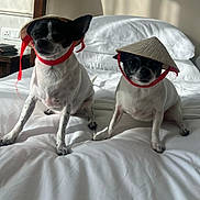 Eva Queen a rejoint le concours — aidez-le/la à gagner de superbes lots ! dog, pet, bed, white_bed, conical_hat, indoor, small_dog, black_and_white, animal, cute, relaxed, sitting, fur, ears, collar, red_ribbon, domestic_animal, companion, portrait, two_dogs