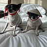 dog, pet, bed, white_bed, conical_hat, indoor, small_dog, black_and_white, animal, cute, relaxed, sitting, fur, ears, collar, red_ribbon, domestic_animal, companion, portrait, two_dogs