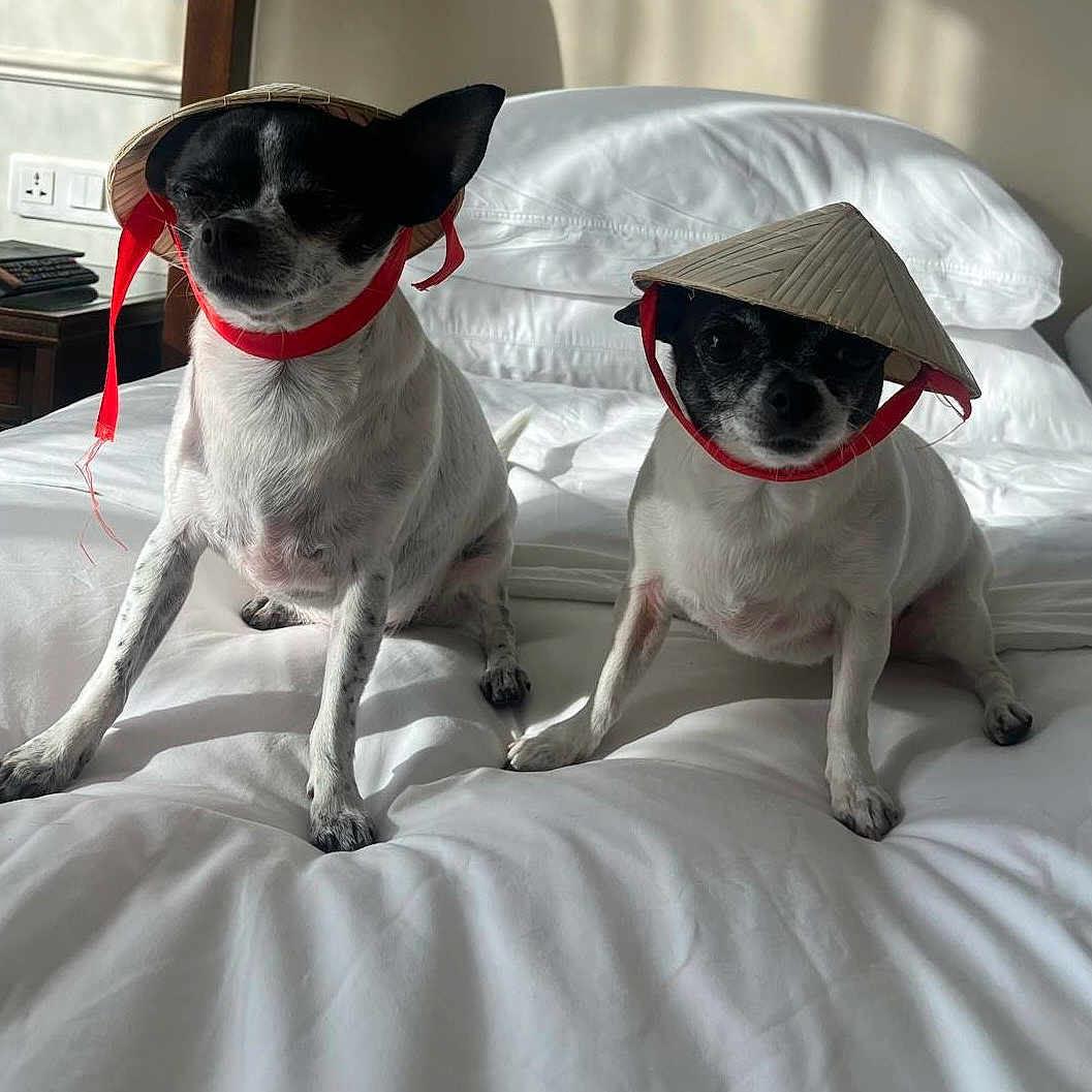 Eva Queen a rejoint le concours — aidez-le/la à gagner de superbes lots ! dog, pet, bed, white_bed, conical_hat, indoor, small_dog, black_and_white, animal, cute, relaxed, sitting, fur, ears, collar, red_ribbon, domestic_animal, companion, portrait, two_dogs