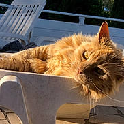 Fanny participe au concours pour gagner de l'argent avec cette photo : animal, architecture, bench, building, cat, chair, furniture, grass, house, housing, kitten, manx, person, pet, plant, porch, pottedplant, sleeping, table, wood