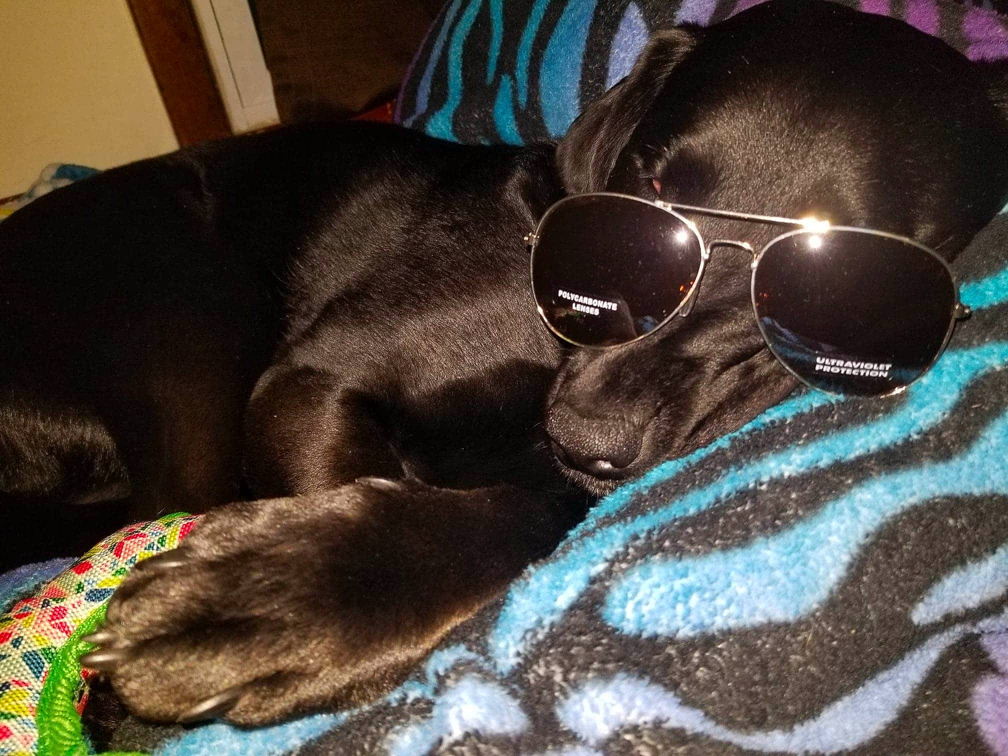 Felicia joined the competition — help win amazing prizes! audio_equipment, carnivore, comfort, companion_dog, dog, dog_breed, dog_supply, eye_glass_accessory, eyewear, fur, glasses, goggles, linens, pattern, personal_protective_equipment, snout, sunglasses, vision_care, whiskers, working_animal