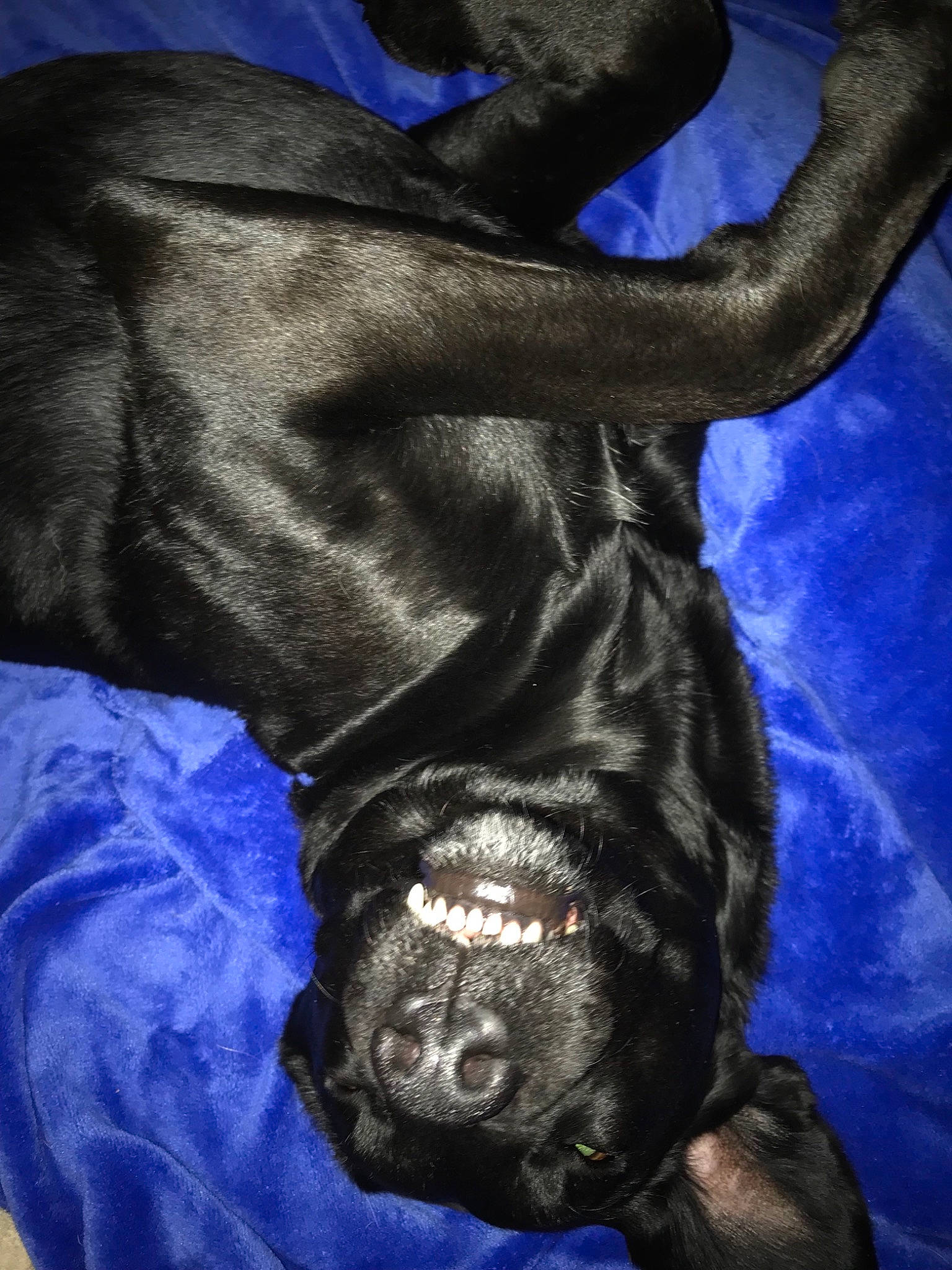 Felicia is registered to the contest to win money with this photo: art, blue, canidae, carnivore, comfort, companion_dog, dog, dog_breed, electric_blue, fawn, fur, gesture, liver, mammal, snout, sporting_group, vertebrate, whiskers, working_animal, wrinkle