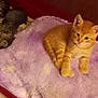 kitten, cat, orange_cat, tabby_cat, two_kittens, purple_blanket, blanket, pet_bed, fur, whiskers, paw, ears, striped, cozy, indoor, resting, closeup, soft_texture, low_light, blurry