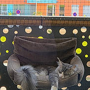 Kyo participe au concours pour gagner de l'argent avec cette photo : balcony, building, cat, circular_holes, cozy, daylight, feline, fluffy_tail, gray_cat, hanging_bed, netting, outdoor, perforated_panel, pet, plush_bed, relaxed, resting, sleeping_cat, urban, window