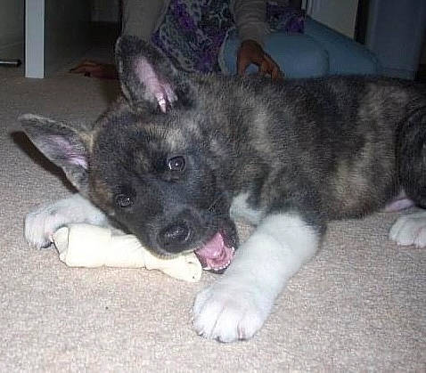 Niko is registered to the contest to win money with this photo: canidae, carnivore, companion_dog, dog, dog_breed, fur, herding_dog, non_sporting_group, sporting_group, whiskers, working_animal, working_dog