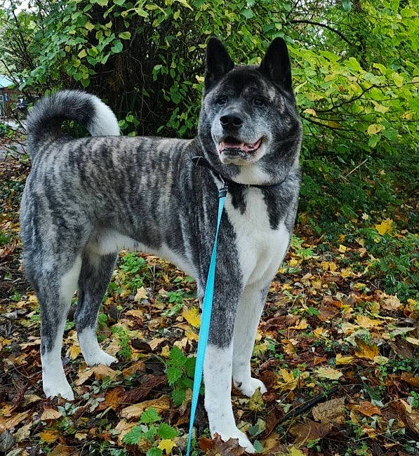 Niko is registered to the contest to win money with this photo: canidae, carnivore, collar, companion_dog, dog, dog_breed, fawn, fur, grass, groundcover, non_sporting_group, plant, snout, sporting_group, tail, terrestrial_animal, tree, whiskers, working_animal, working_dog