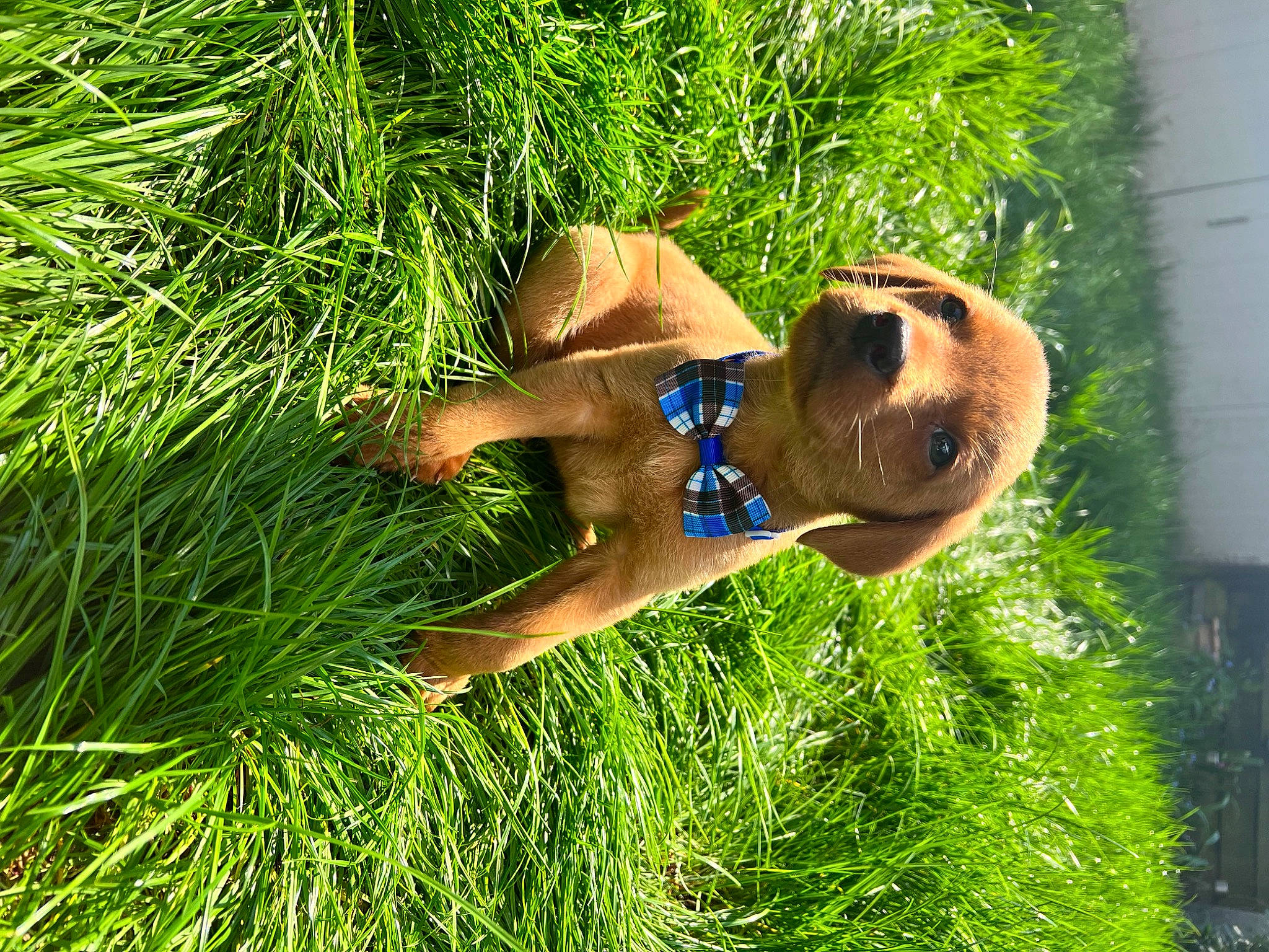 Murphy joined the competition — help win amazing prizes! canidae, dog_breed, fawn, fun, garden, grass, grass_family, grassland, happy, hat, landscape, leisure, people_in_nature, plant, shrub, sporting_group, sunglasses, terrestrial_plant, tree, wood