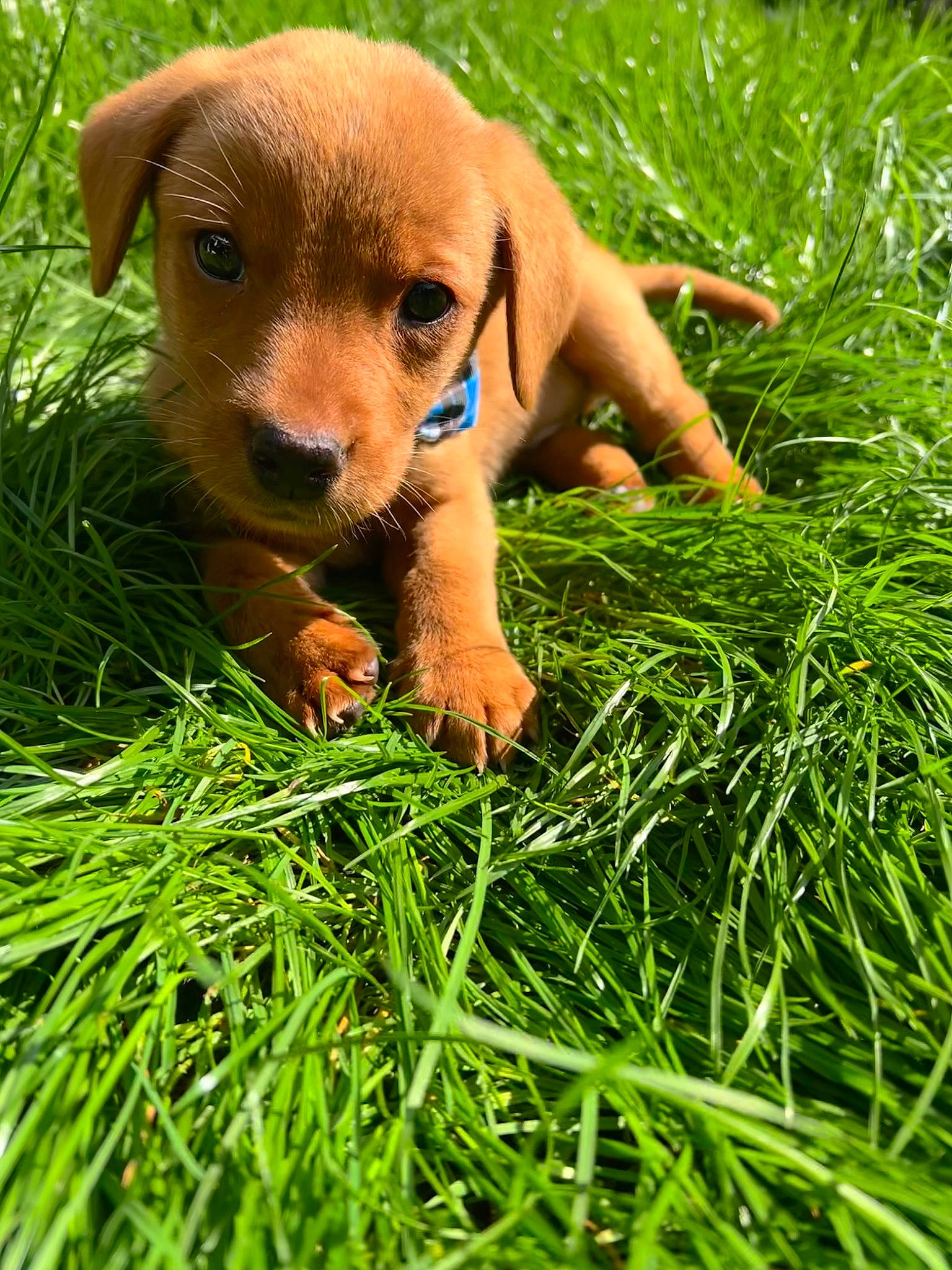 Murphy is registered to the contest to win money with this photo: canidae, carnivore, companion_dog, dog, dog_breed, fawn, grass, grass_family, grassland, groundcover, liver, pasture, people_in_nature, plant, prairie, snout, sporting_group, terrestrial_animal, whiskers, working_animal