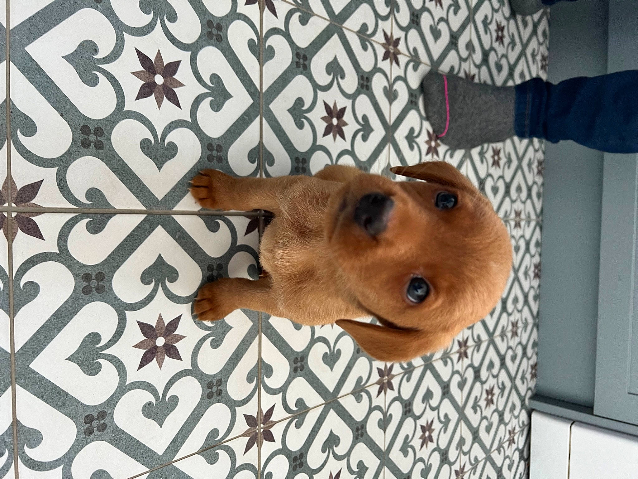 Murphy joined the competition — help win amazing prizes! canidae, carnivore, ceiling, companion_dog, dog, dog_breed, dog_supply, ear, fawn, flooring, hardwood, liver, metal, pattern, pet_supply, snout, sporting_group, whiskers, wood, working_animal