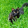black_cat, grass, outdoor, pet, feline, yellow_eyes, fluffy_tail, black_fur, whiskers, ears, lawn, green, nature, portrait, close_up, meadow, collar_tag, animal, sitting, curious