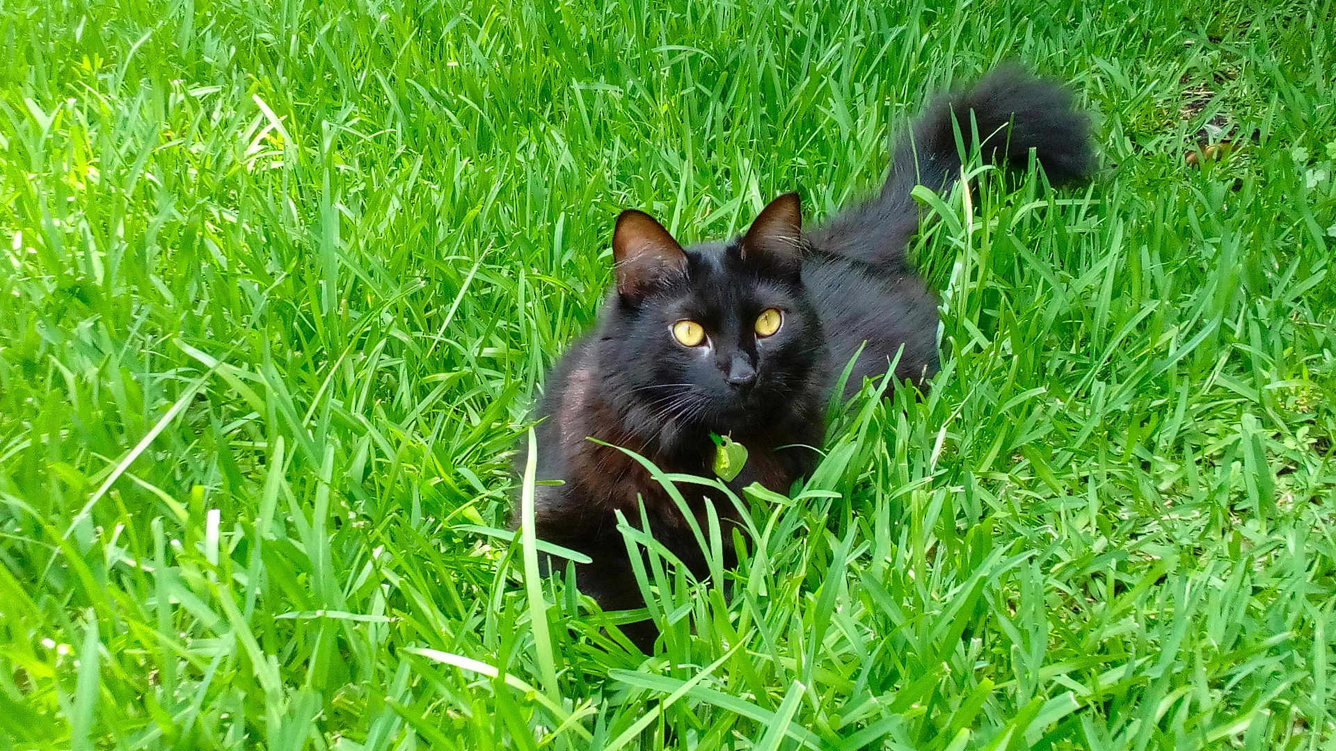Little Kitty joined the competition — help win amazing prizes! black_cat, grass, outdoor, pet, feline, yellow_eyes, fluffy_tail, black_fur, whiskers, ears, lawn, green, nature, portrait, close_up, meadow, collar_tag, animal, sitting, curious