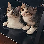 Ike And Tina joined the competition — help win amazing prizes! animal, black_surface, cat, closeup, curious, cute, ears, eyes, feline, flooring, indoor, kitten, pair, pets, reflection, tabby, whiskers, white_paws, wood, young