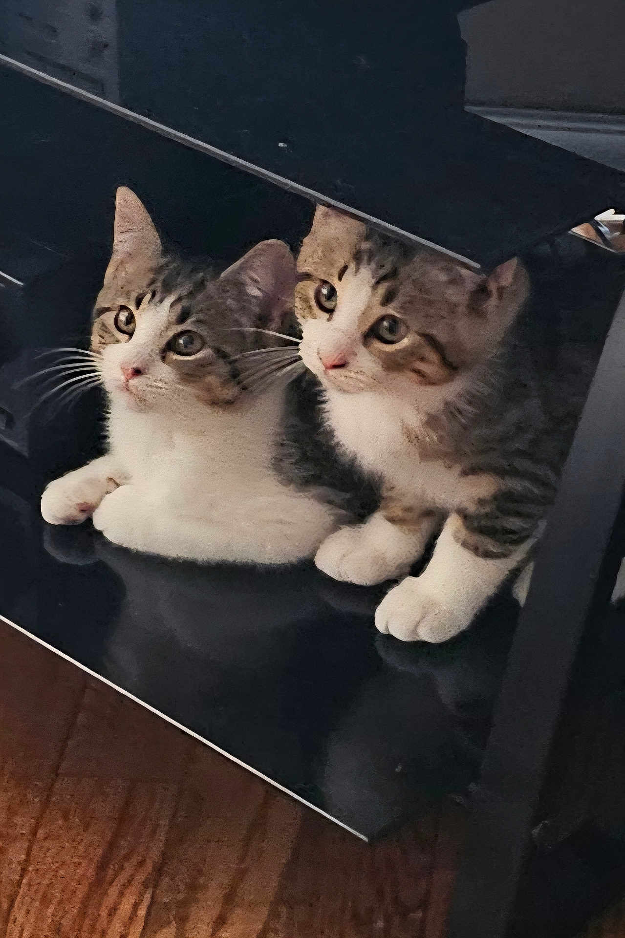 Ike And Tina joined the competition — help win amazing prizes! animal, black_surface, cat, closeup, curious, cute, ears, eyes, feline, flooring, indoor, kitten, pair, pets, reflection, tabby, whiskers, white_paws, wood, young