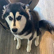 Panda Bear Jackson is registered to the contest to win money with this photo: adorable, animal, black_and_white, canine, companion, cute, dog, domestic, fluffy, friendly, fur, household, husky, indoor, looking_up, pet, puppy, sitting, wooden_floor, young