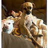 Lucy is registered to the contest to win money with this photo: animal, blanket, brown, comfort, companion, couch, cozy, cute, dog, domestic, friendship, fur, home, indoor, pet, puppy, relaxed, sitting, toy, white
