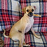 Lucy is registered to the contest to win money with this photo: animal, canine, companion, couch, curious, cute, dog, domestic_animal, furniture, indoor, looking_at_camera, pet, plaid_couch, plaid_pattern, relaxed, sitting, small_dog, tan_dog, tongue_out, treat