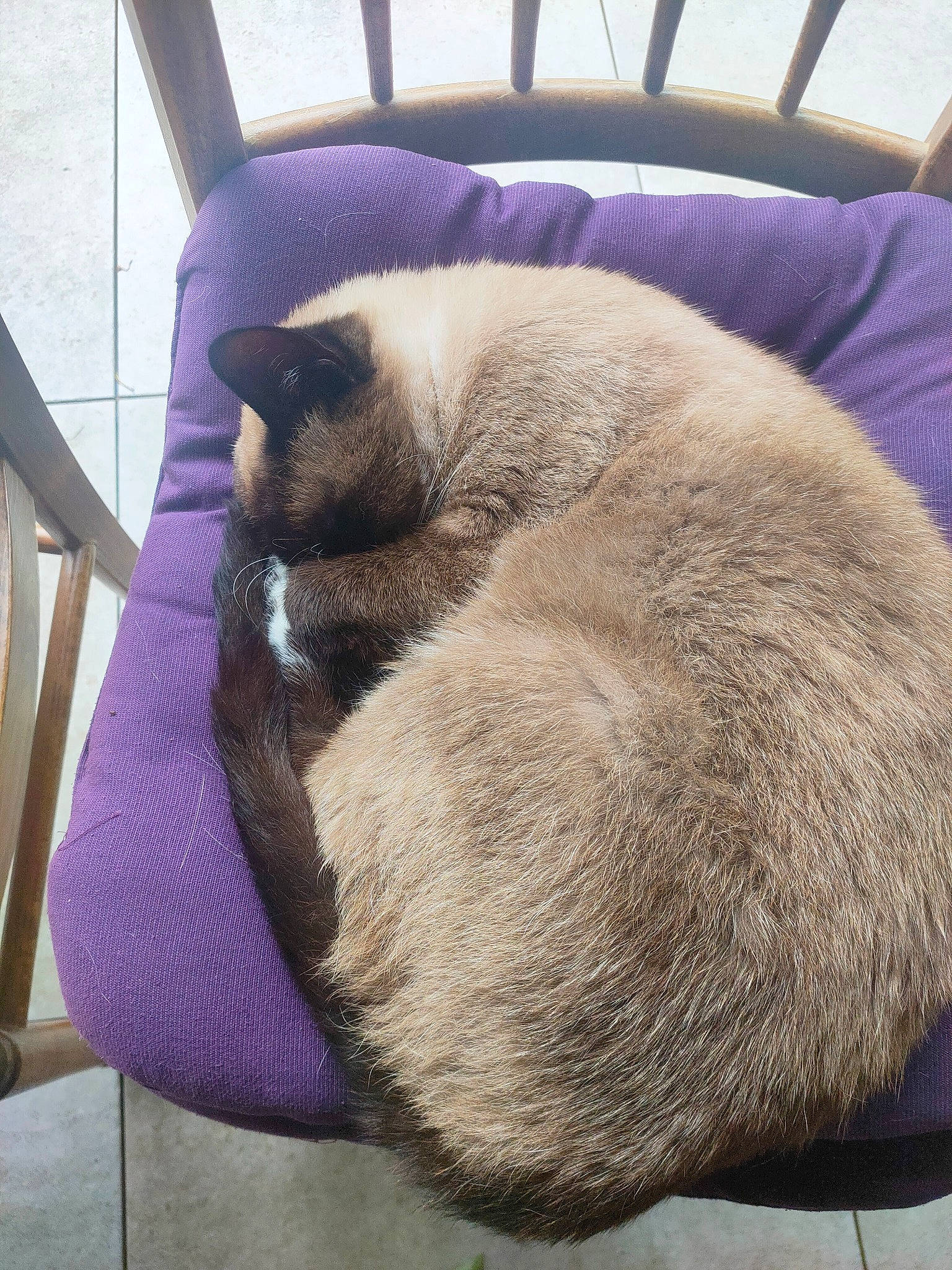 Patapouf participe au concours pour gagner de l'argent avec cette photo : balinese, carnivore, cat, cat_bed, cat_supply, claw, comfort, fawn, felidae, foot, fur, magenta, nap, siamese, sleep, small_to_medium_sized_cats, snout, tail, whiskers