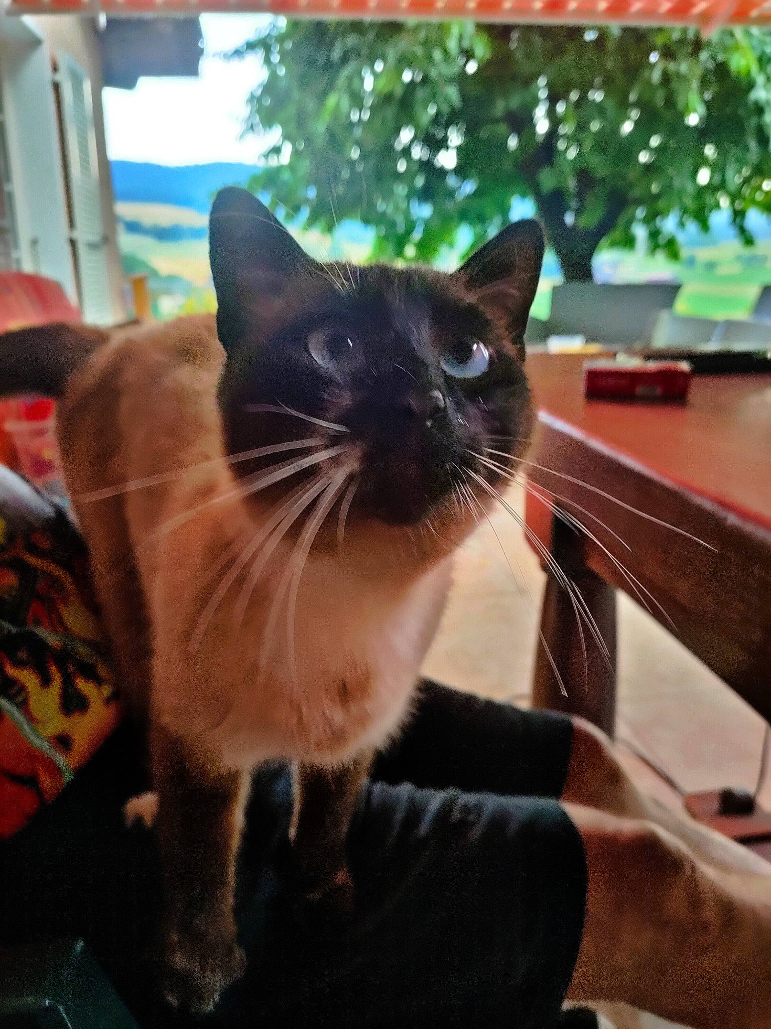 Patapouf participe au concours pour gagner de l'argent avec cette photo : carnivore, cat, domestic_short_haired_cat, fawn, felidae, fur, grass, plant, siamese, sitting, small_to_medium_sized_cats, snout, tail, thai, tree, whiskers, window