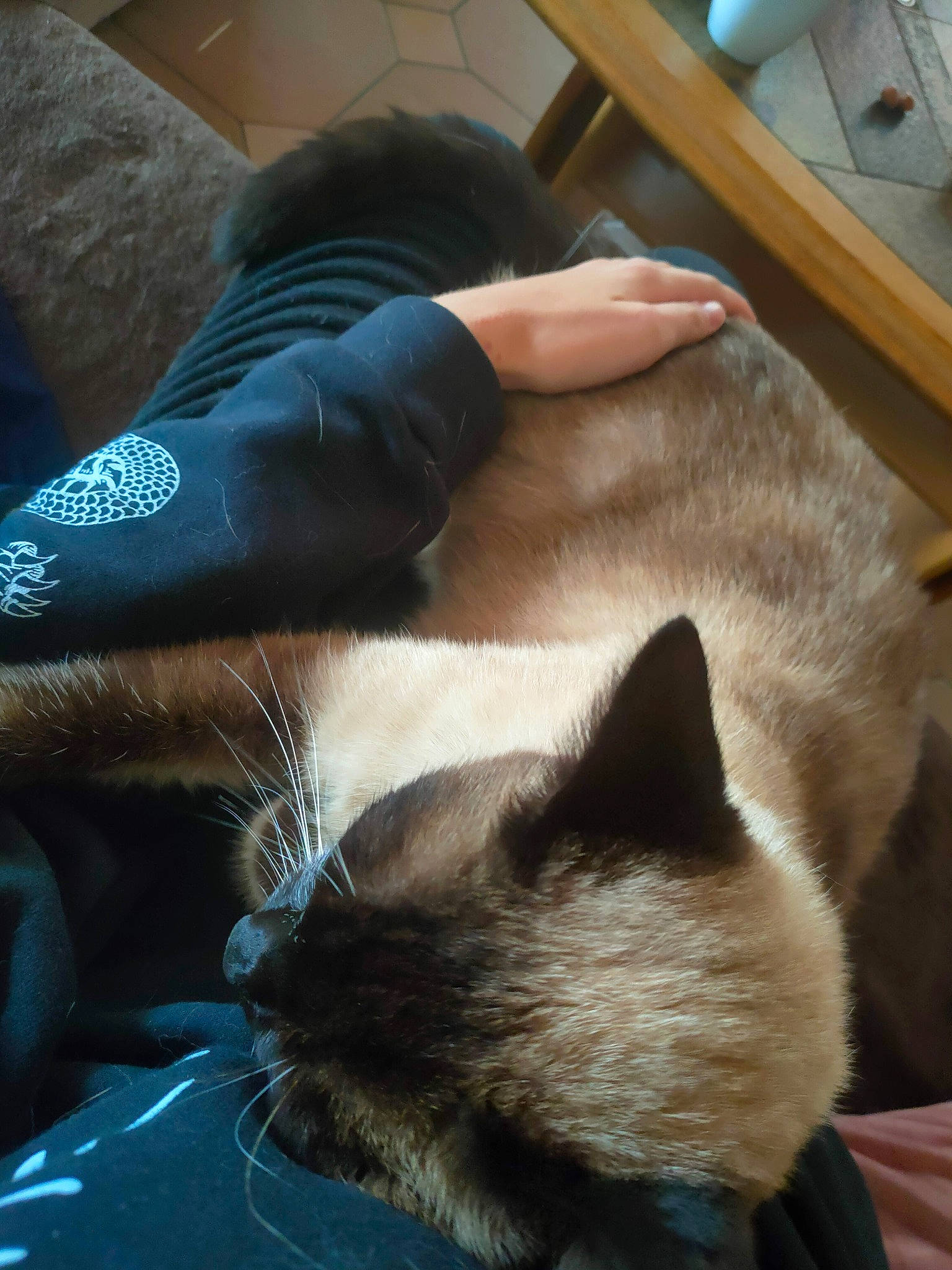 Patapouf participe au concours pour gagner de l'argent avec cette photo : carnivore, cat, claw, comfort, domestic_short_haired_cat, electric_blue, fawn, felidae, flooring, foot, fur, gesture, human_leg, paw, siamese, small_to_medium_sized_cats, snout, tail, thai, whiskers