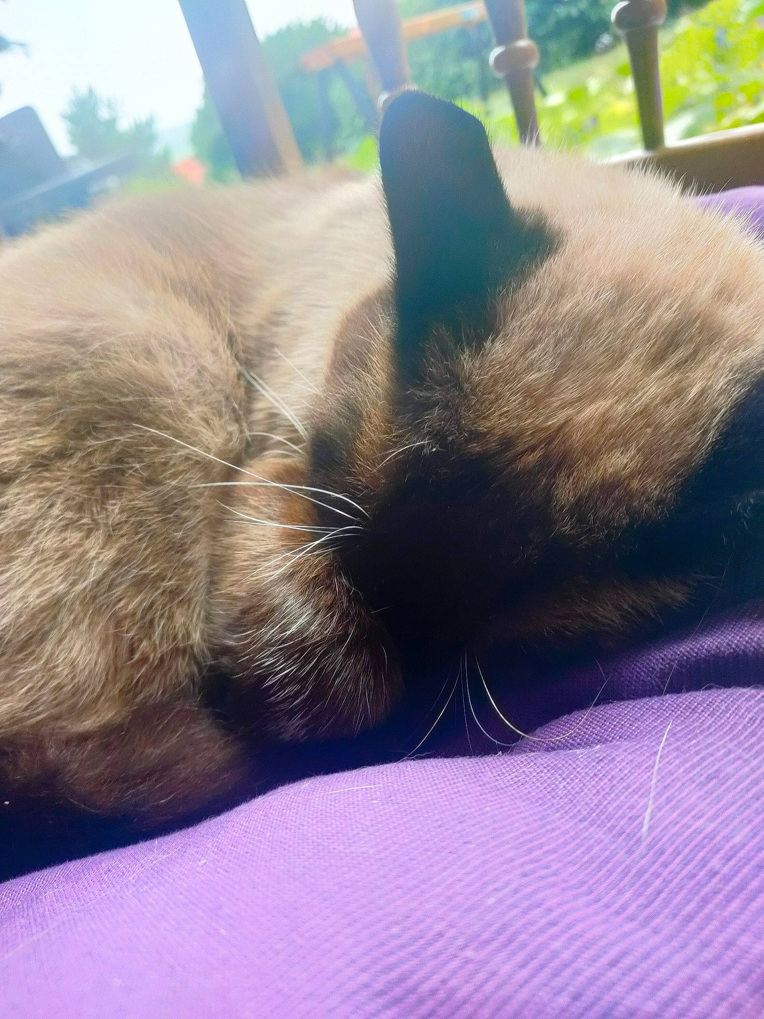 Patapouf a rejoint le concours — aidez-le/la à gagner de superbes lots ! carnivore, cat, claw, comfort, domestic_short_haired_cat, electric_blue, fawn, felidae, fur, grass, human_leg, paw, plant, sky, small_to_medium_sized_cats, snout, tail, tints_and_shades, tree, whiskers