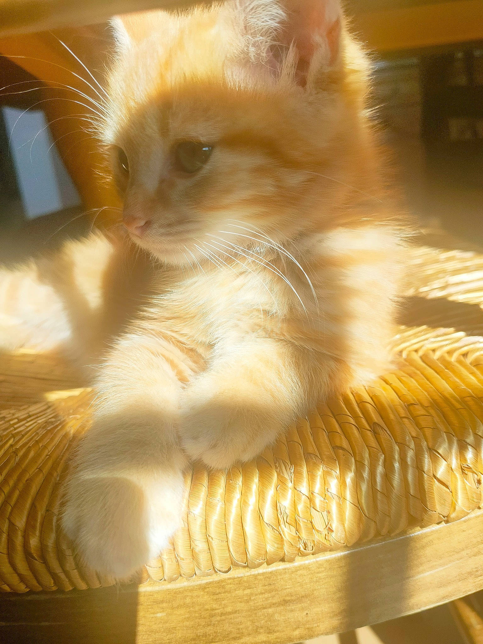 Rouky participe au concours pour gagner de l'argent avec cette photo : carnivore, cat, claw, domestic_short_haired_cat, fawn, felidae, fur, metal, paw, small_to_medium_sized_cats, snout, tail, whiskers, wood