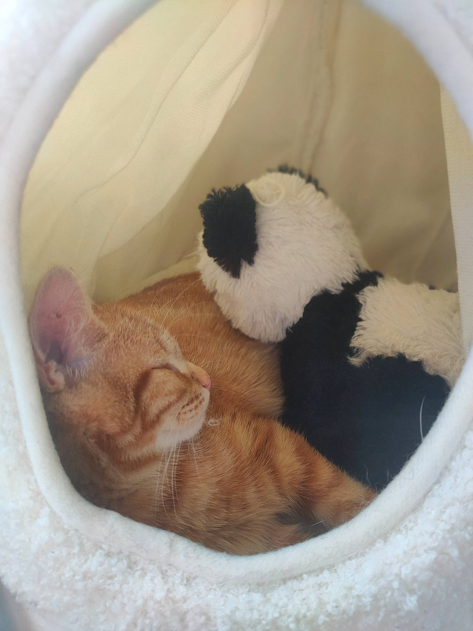 Rouky participe au concours pour gagner de l'argent avec cette photo : canidae, carnivore, cat_bed, cat_supply, comfort, companion_dog, dog_bed, fawn, felidae, fur, linens, mammal, nap, pet_supply, small_to_medium_sized_cats, snout, tail, vertebrate, whiskers, wool