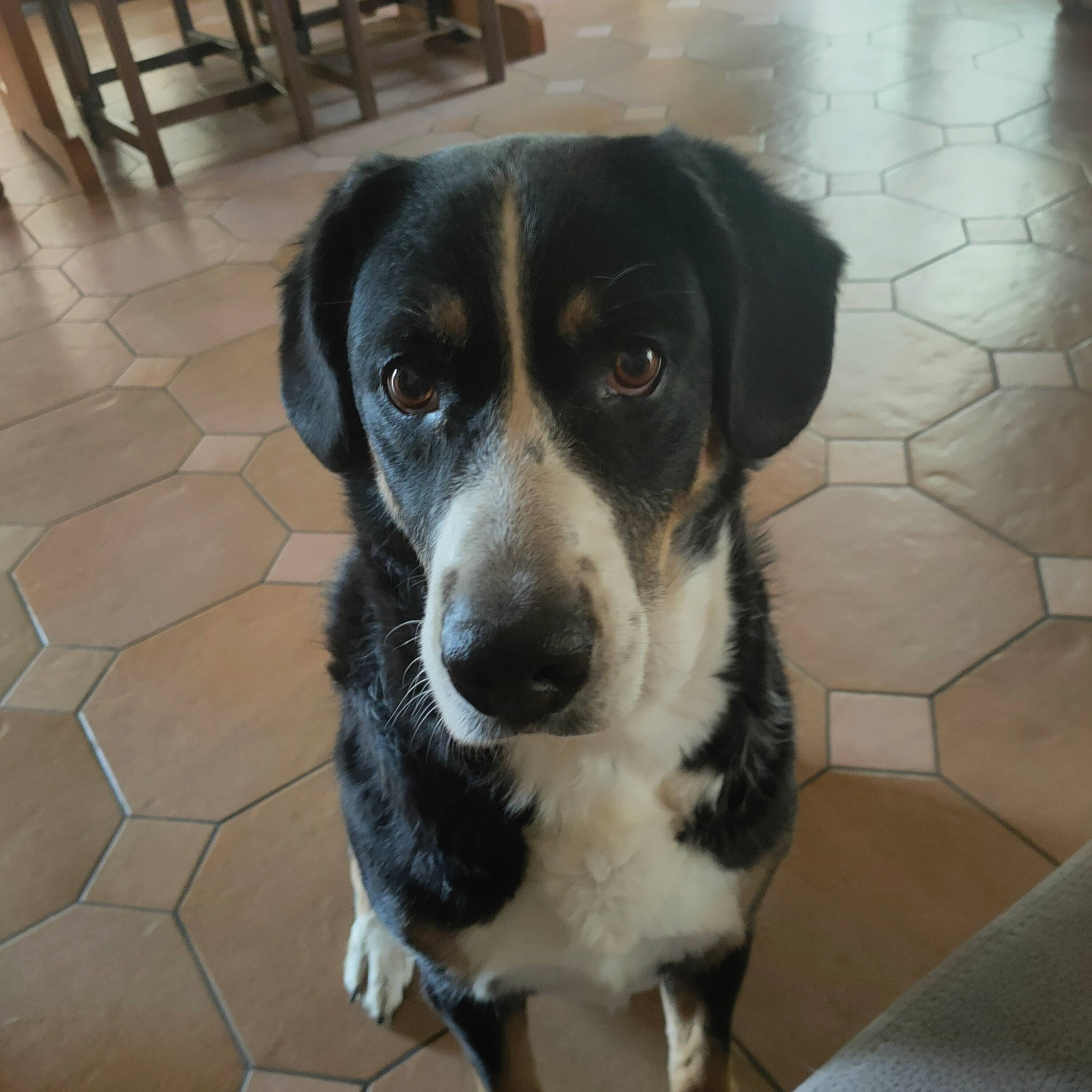 Kyra Et Dixy a rejoint le concours — aidez-le/la à gagner de superbes lots ! bored, canidae, carnivore, companion_dog, dog, dog_breed, flooring, fur, paw, puppy, snout, sporting_group, street_dog, terrestrial_animal, tile_flooring, whiskers, working_animal, working_dog