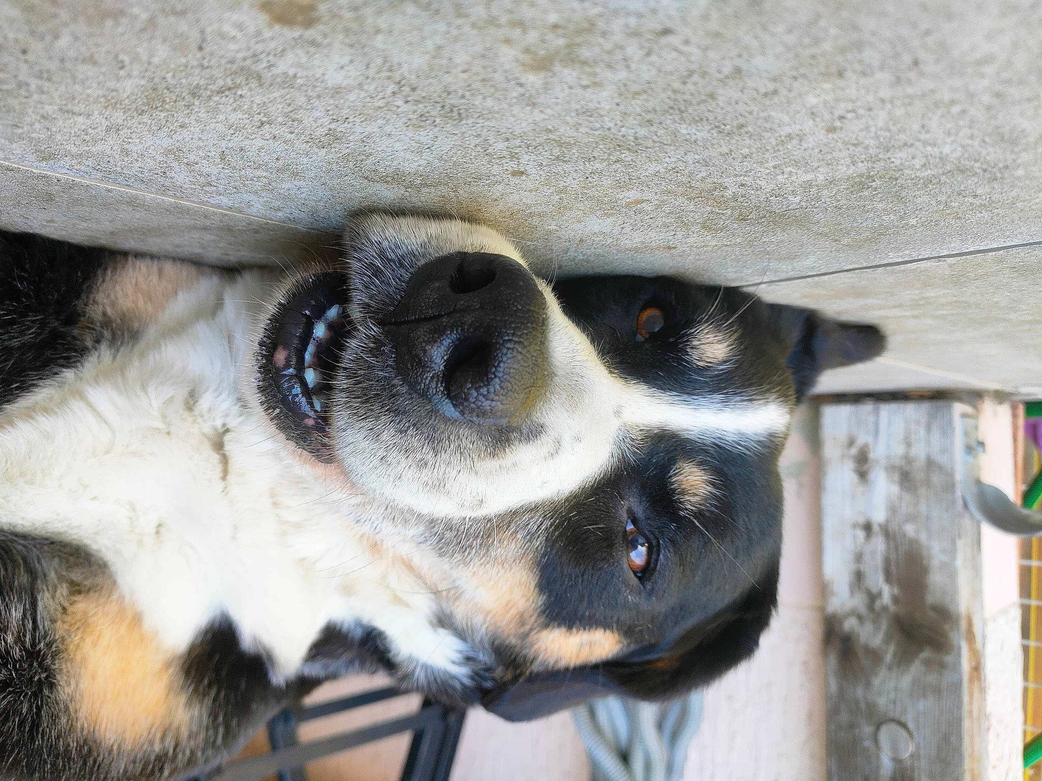 Kyra Et Dixy participe au concours pour gagner de l'argent avec cette photo : canidae, carnivore, collar, companion_dog, dog, dog_breed, dog_supply, eye, fawn, foot, fur, head, paw, pet_supply, snout, sporting_group, terrestrial_animal, whiskers, window, working_animal