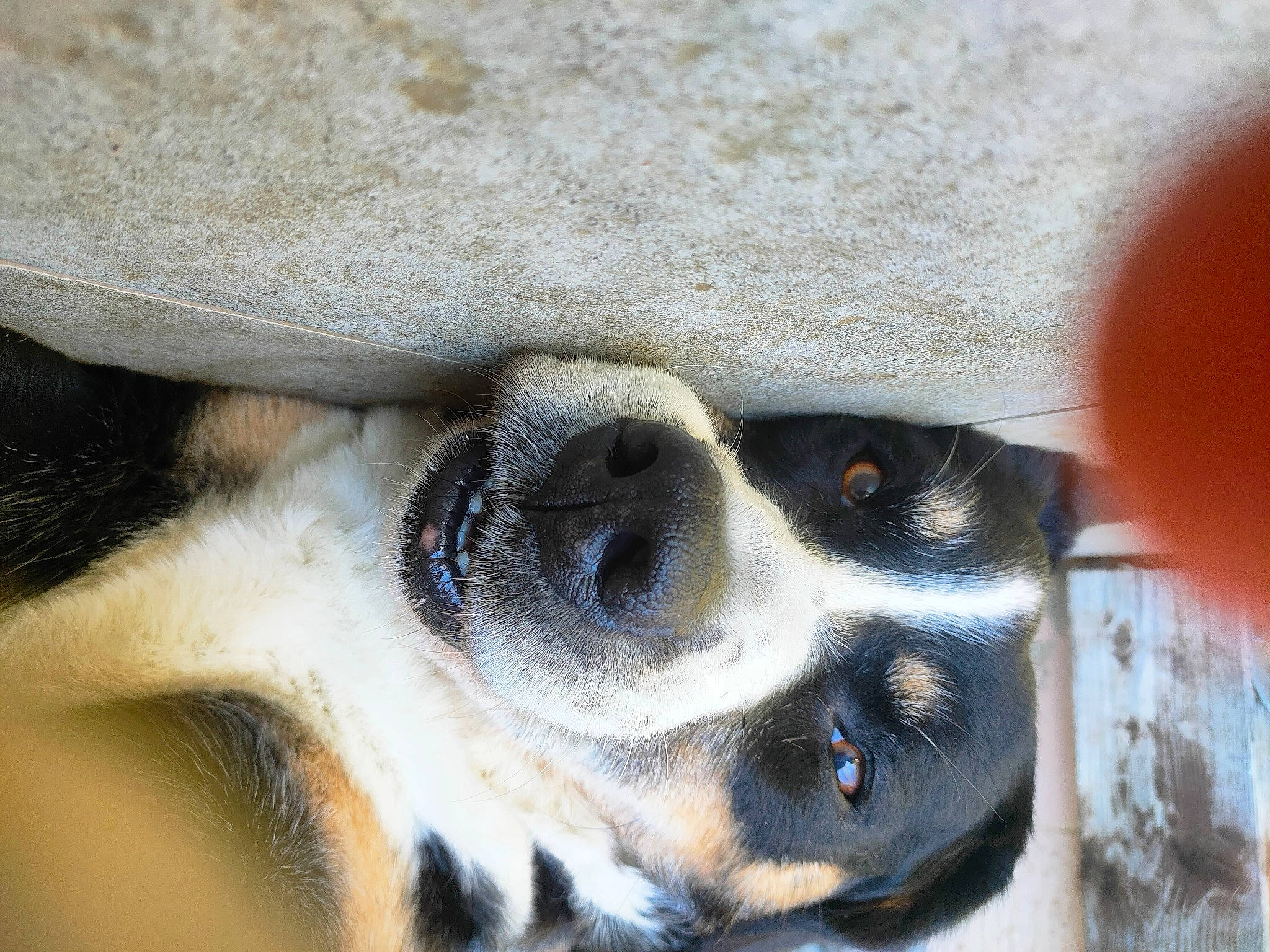 Kyra Et Dixy participe au concours pour gagner de l'argent avec cette photo : canidae, carnivore, close_up, companion_dog, dog, dog_breed, fawn, foot, fur, paw, snout, sporting_group, terrestrial_animal, whiskers, wildlife