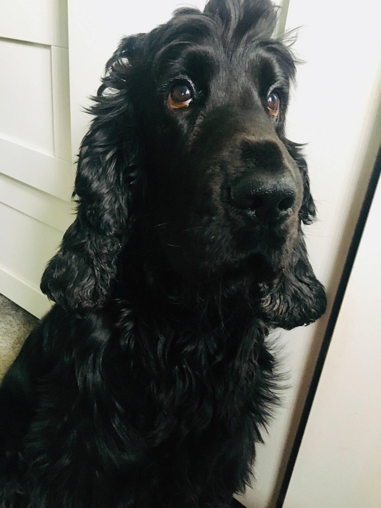 Dougie is registered to the contest to win money with this photo: canidae, carnivore, cocker_spaniel, collar, companion_dog, dog, dog_breed, dog_collar, door, fur, gun_dog, handwriting, liver, murray_river_curly_coated_retriever, snout, spaniel, sporting_group, water_dog, whiskers, working_animal