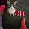 Doobie joined the competition — help win amazing prizes! animal, carpet, cat, cozy, feet, indoor, kitten, looking_at_camera, pet, pink_nose, pointed_ears, portrait, sitting, slipper, socks, striped_fur, tabby, whiskers, white_chest, wide_eyes