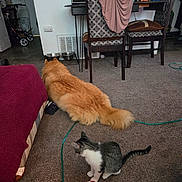 Doobie is registered to the contest to win money with this photo: animal, carpet, cat, cat_bowl, dining_chairs, dog, dog_bowl, furniture, golden_fur, gray_fur, home, indoors, living_room, pet_play, pets, plush_toy, red_toy, table, tail, white_fur
