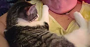 Doobie joined the competition — help win amazing prizes! affection, blanket, cat, closeup, couch, cuddling, face, furry, home, indoor, oxygen_tube, person, pet, portrait, relaxed, selfie, sleeping, striped_fur, tabby_cat, yellow_shirt