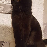 Junior participe au concours pour gagner de l'argent avec cette photo : asian, asian_semi_longhair, black_cat, bombay, british_longhair, british_semi_longhair, carnivore, cat, domestic_long_haired_cat, felidae, fur, kitten, maine_coon, mammal, persian, small_to_medium_sized_cats, tail, turkish_angora, vertebrate, whiskers