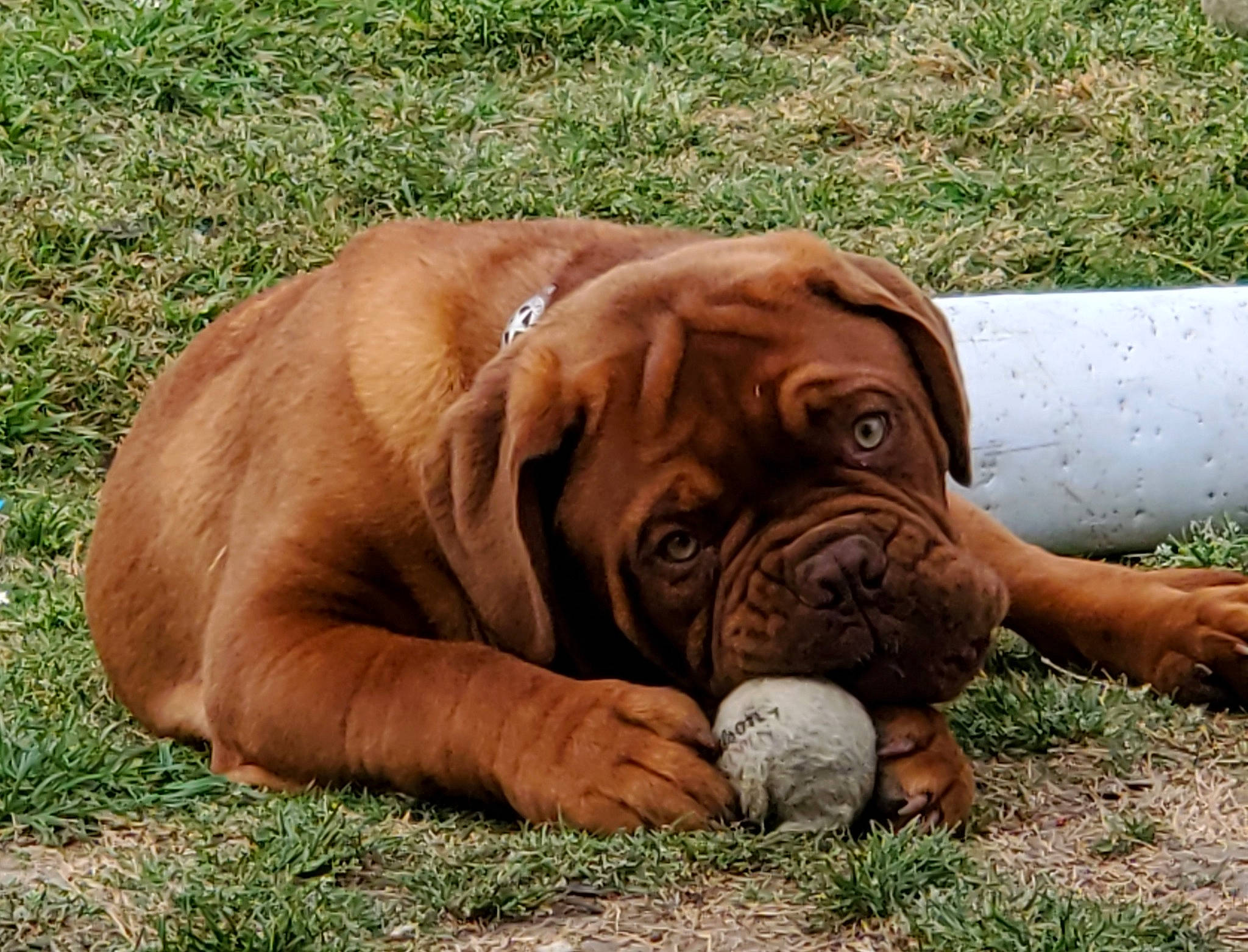 Bruce joined the competition — help win amazing prizes! ancient_dog_breeds, biting, bored, canidae, carnivore, companion_dog, dog, dog_breed, dog_collar, fawn, grass, liver, molosser, plant, snout, sporting_group, terrestrial_animal, working_animal, working_dog, wrinkle