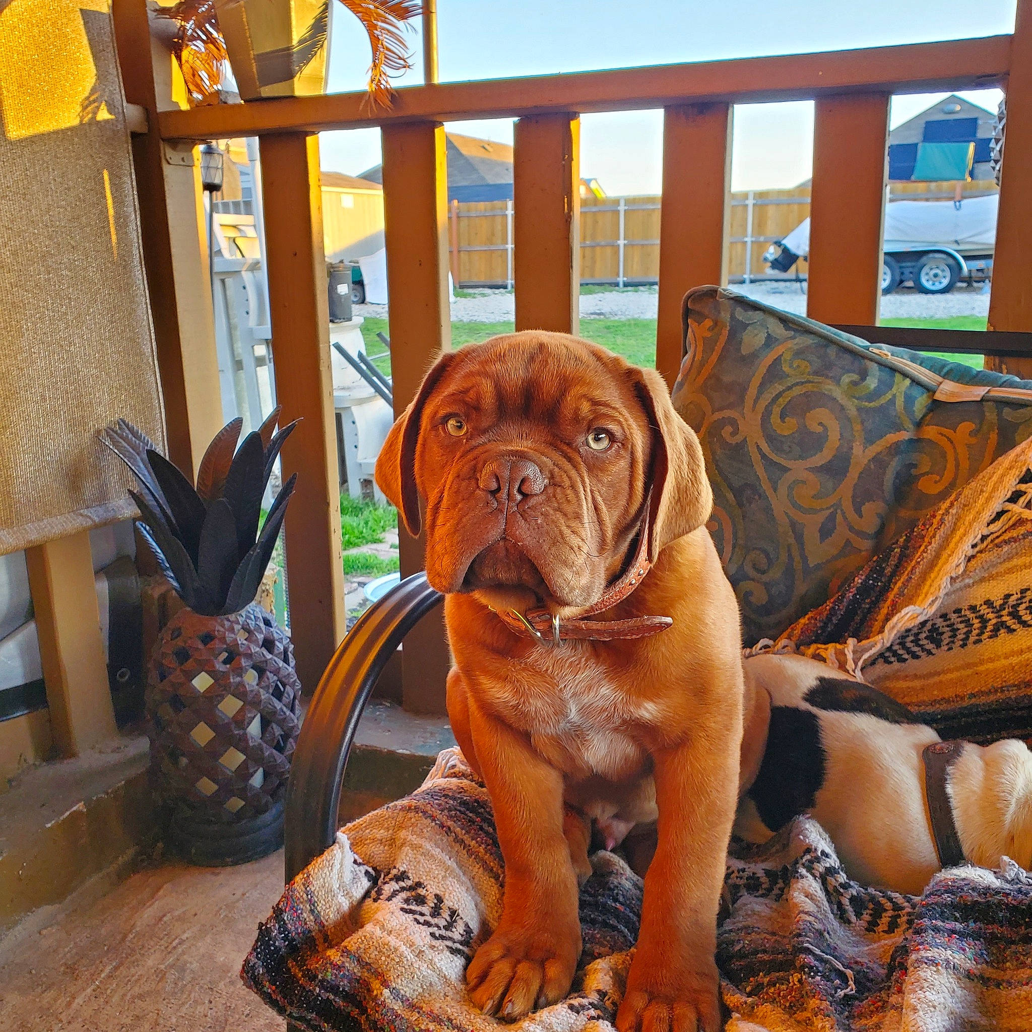 Bruce joined the competition — help win amazing prizes! ananas, bulldog, canidae, carnivore, chair, comfort, companion_dog, dog, dog_breed, fawn, fence, fruit, liver, plant, sky, sporting_group, terrestrial_animal, wood, working_animal, wrinkle