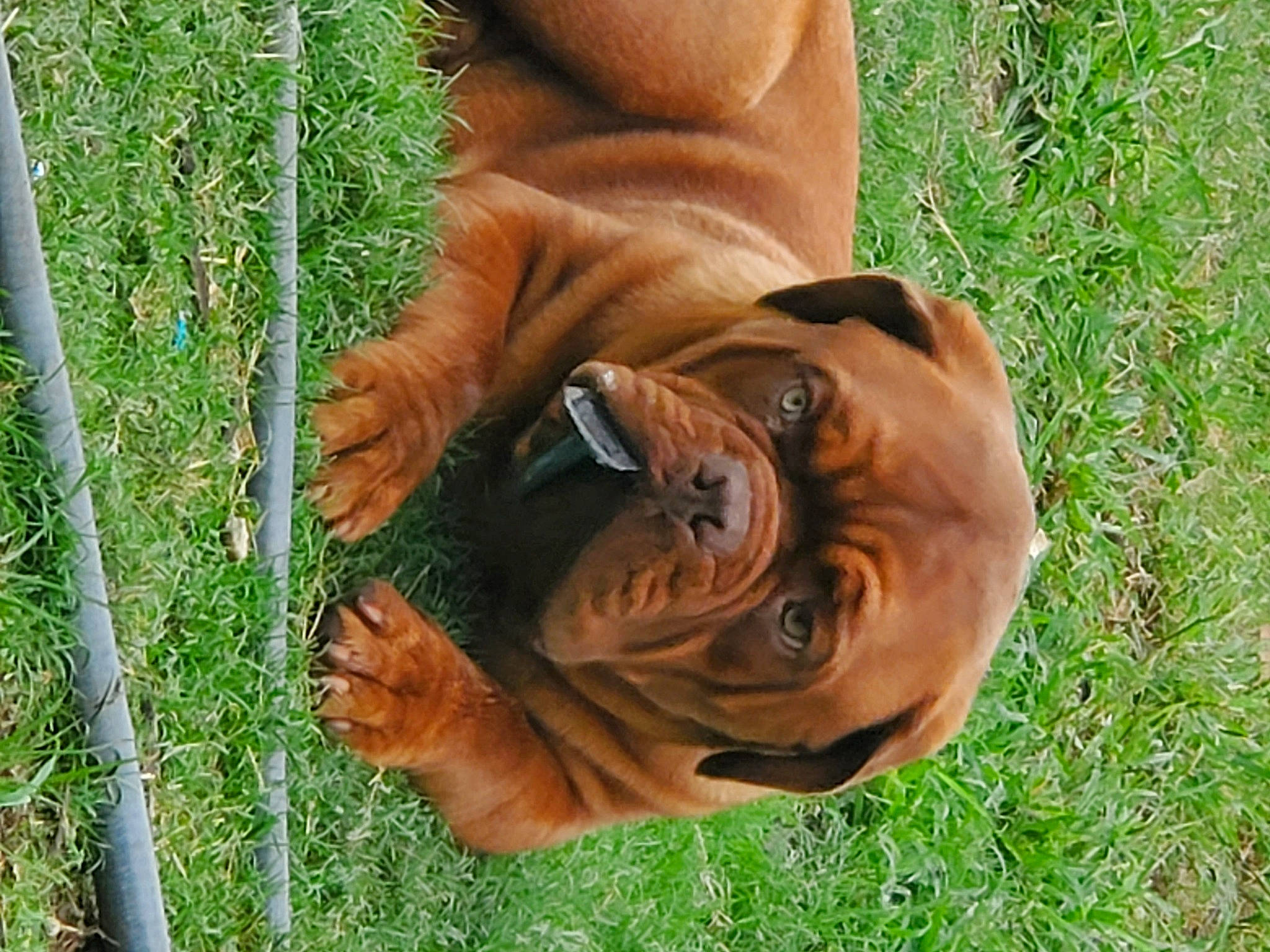 Bruce joined the competition — help win amazing prizes! carnivore, companion_dog, dog, dog_breed, fawn, fence, grass, liver, mammal, mesh, people_in_nature, plant, sculpture, snout, sporting_group, terrestrial_animal, wildlife, wire_fencing, working_animal, wrinkle