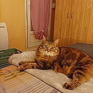 Nala participe au concours pour gagner de l'argent avec cette photo : cat, tabby_cat, bed, bedding, blanket, furniture, wardrobe, window, curtain, indoor, pet, animal, fur, relaxed, looking_at_camera, cozy, yellow_wall, pink_curtain, striped_bedspread, domestic